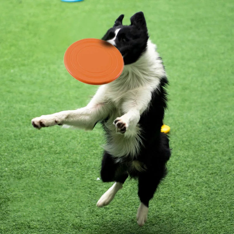 Hundefrisbee